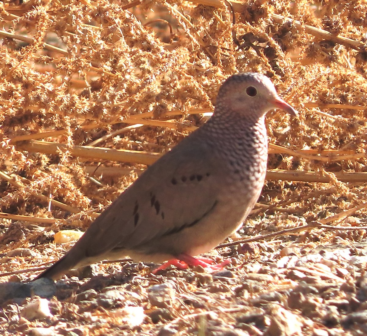 Common Ground Dove - ML628996468