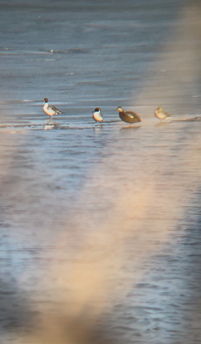 American Black Duck - ML628996492