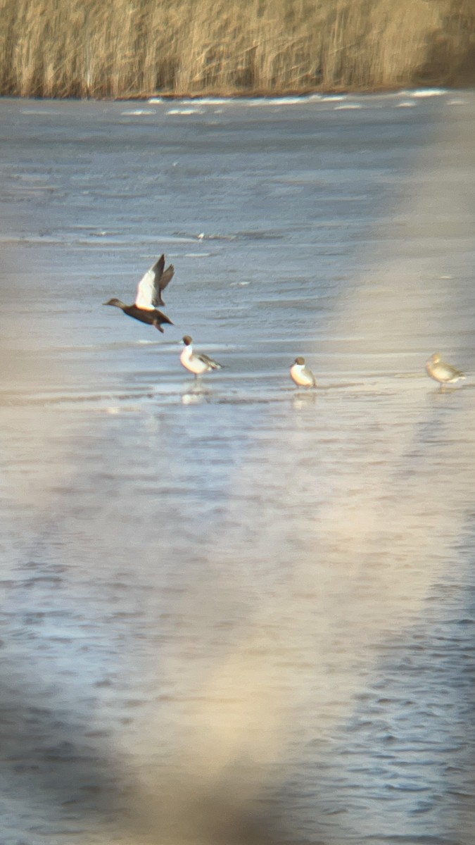 American Black Duck - ML628996493