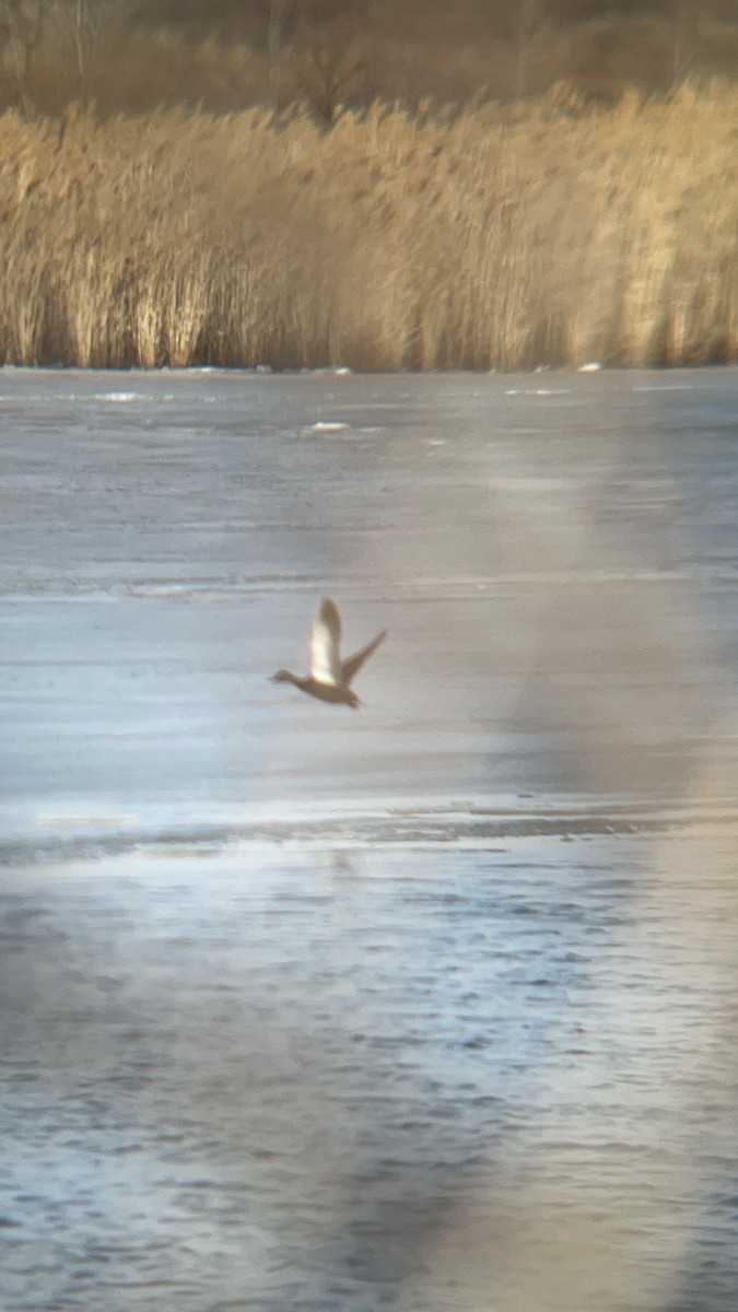 American Black Duck - ML628996494