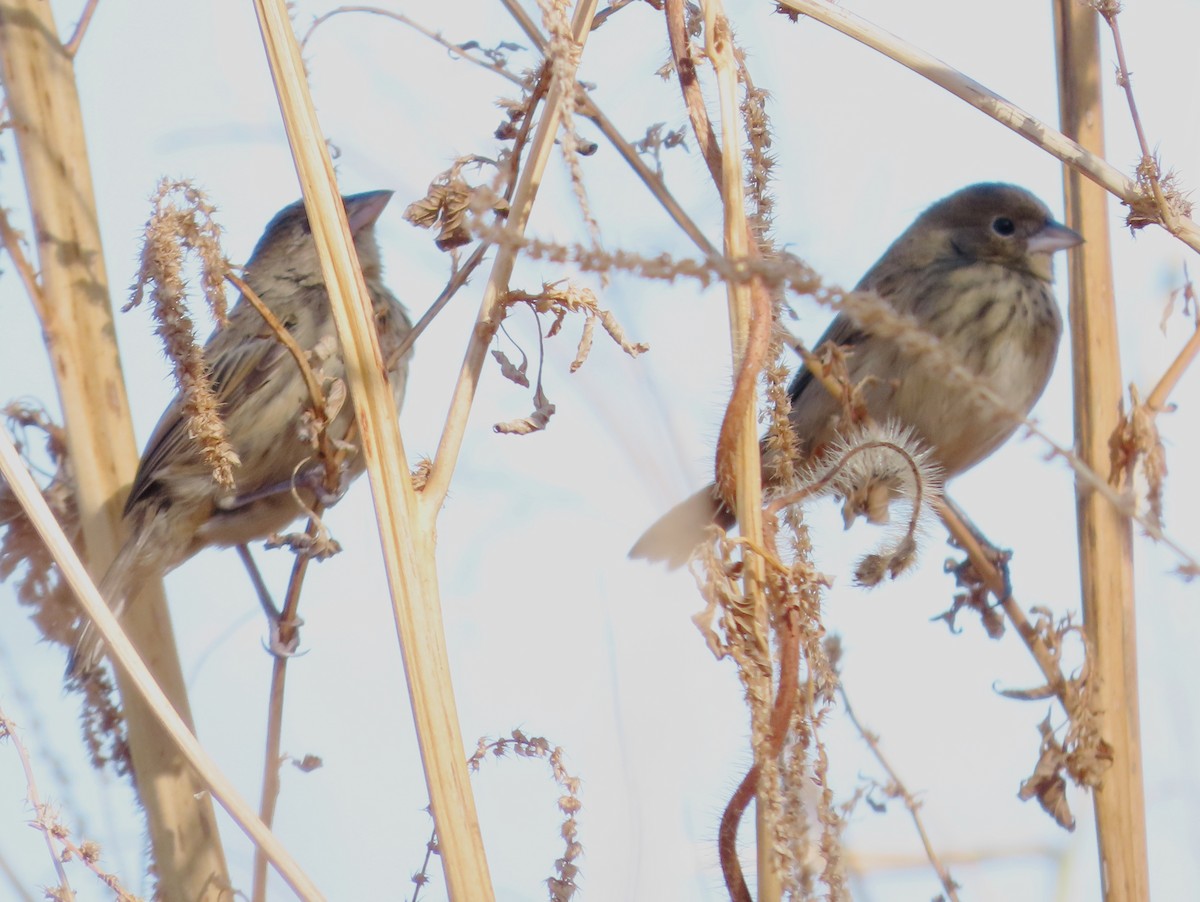 Blue-black Grassquit - ML628996501