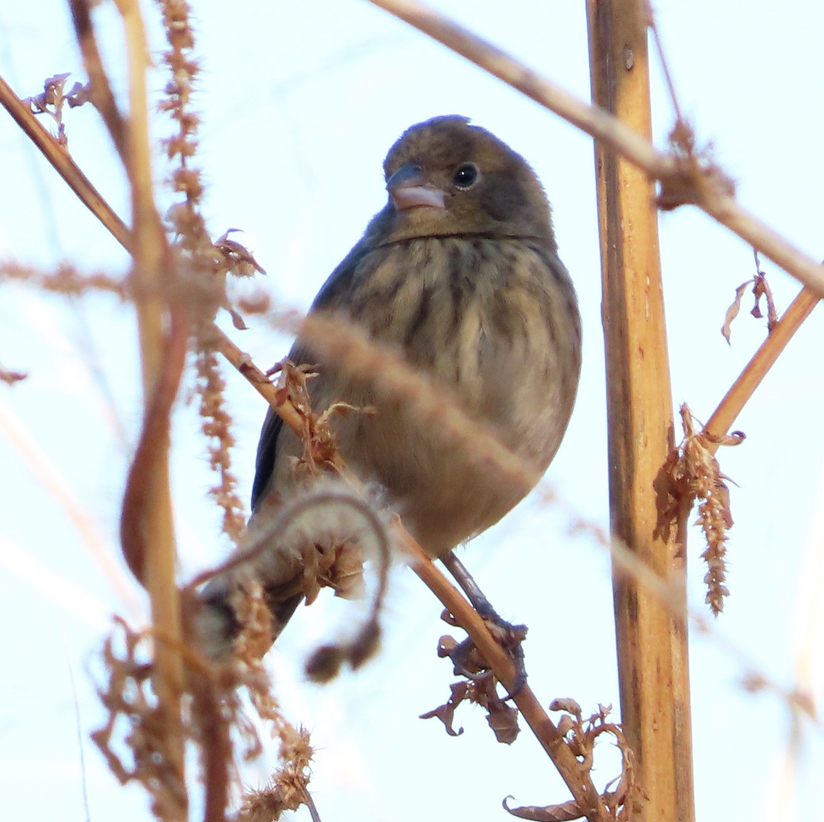 Blue-black Grassquit - ML628996502