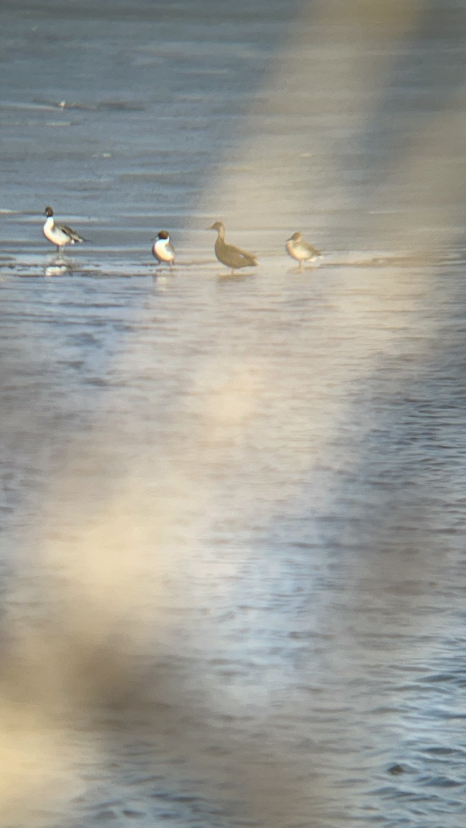 Northern Pintail - ML628996553