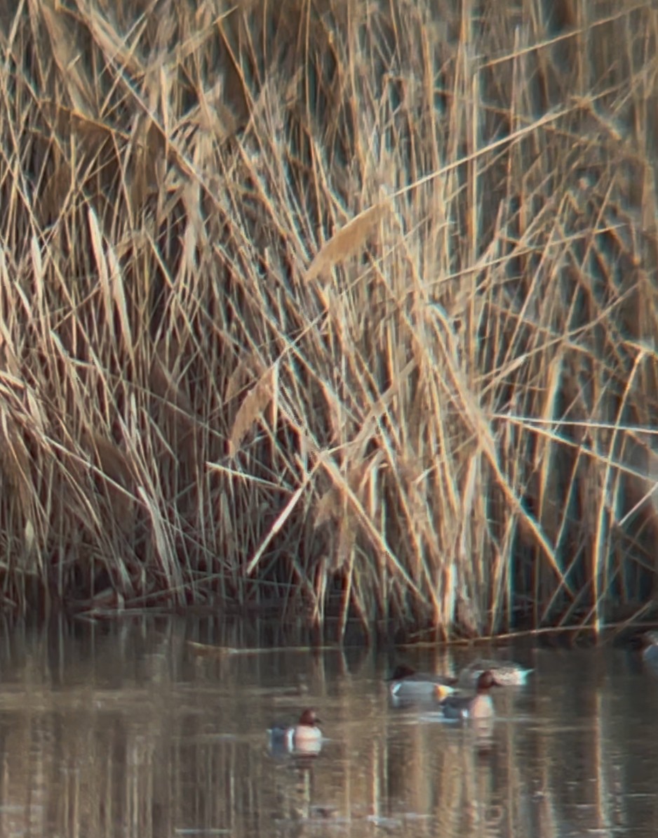 Green-winged Teal - ML628996567
