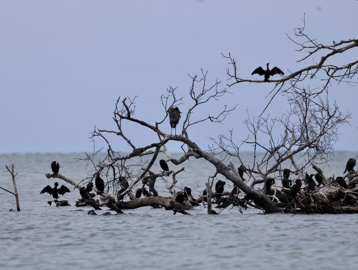 Double-crested Cormorant - ML628996578