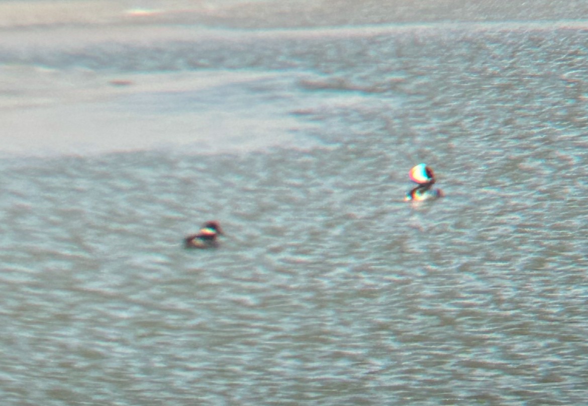 Bufflehead - ML628996594