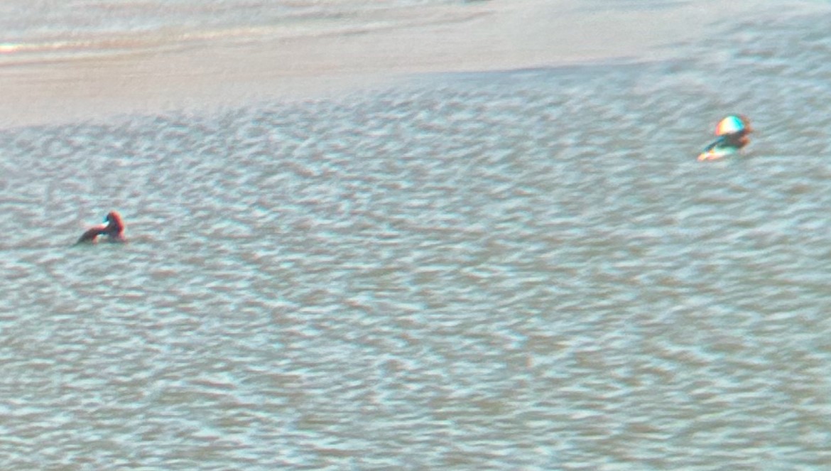 Bufflehead - ML628996595