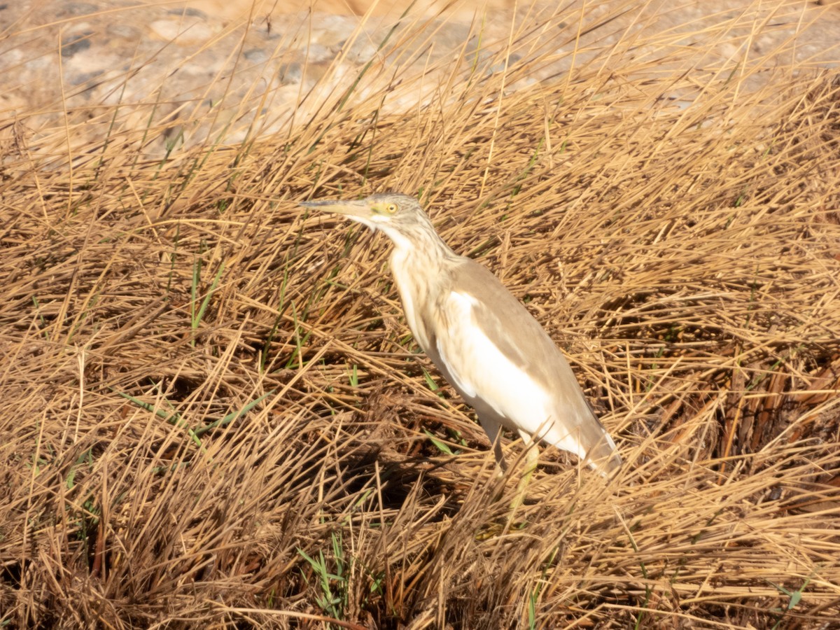 Squacco Heron - ML628996645