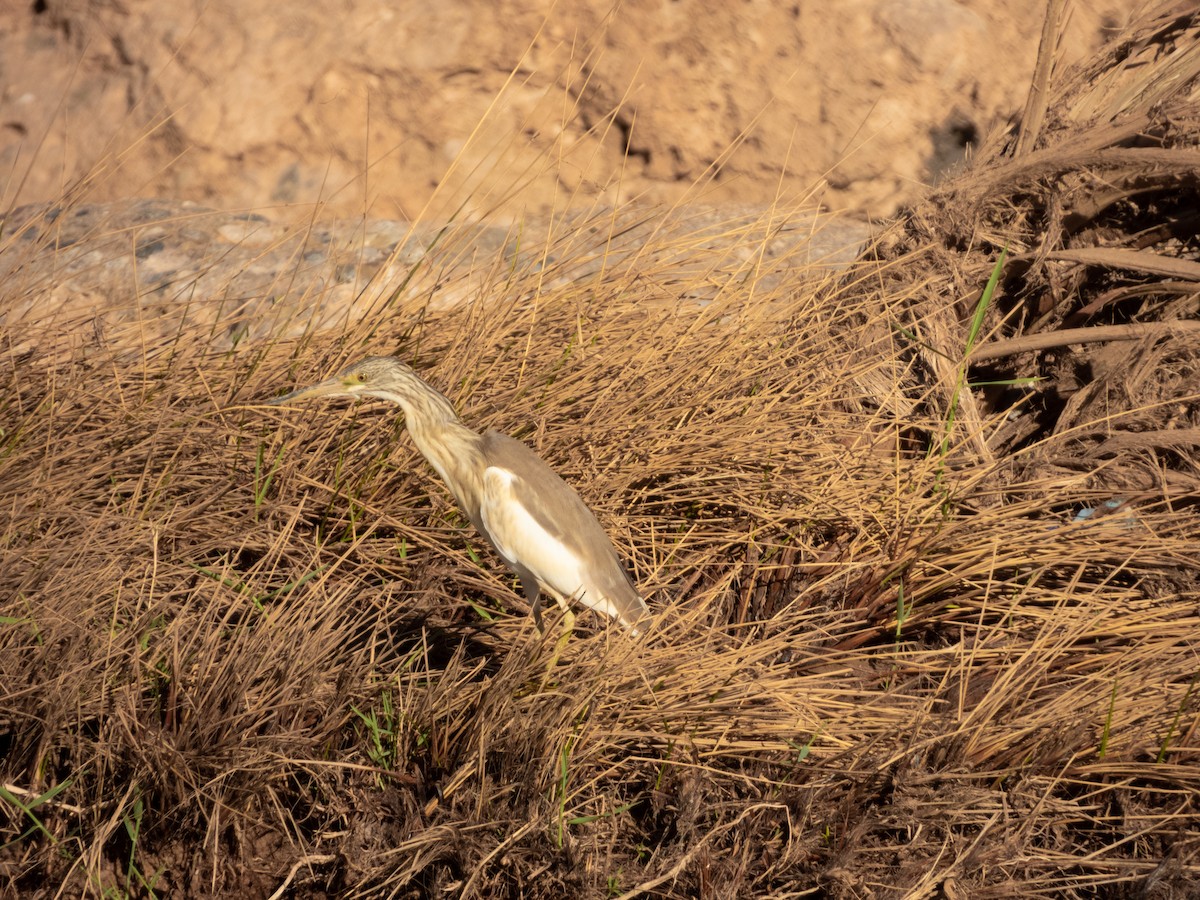 Squacco Heron - ML628996648