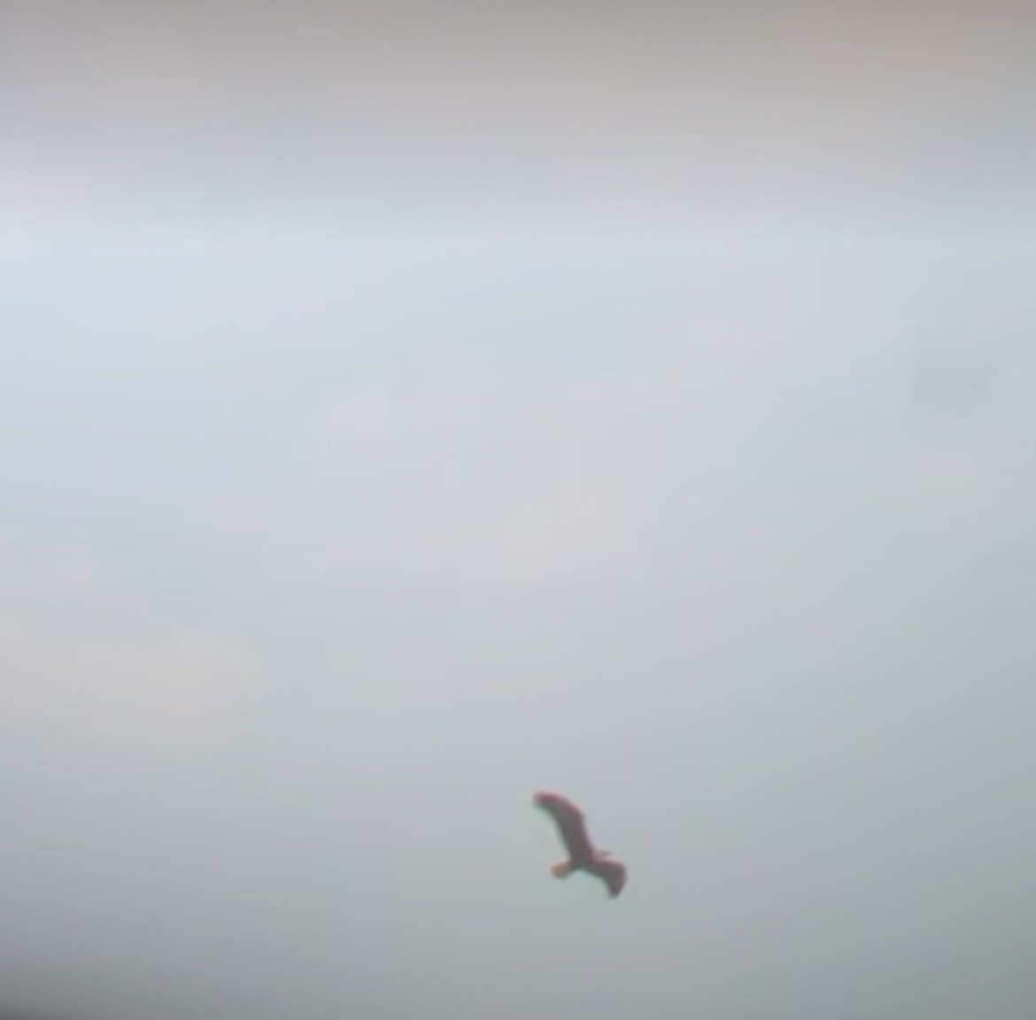 Bald Eagle - ML628996772