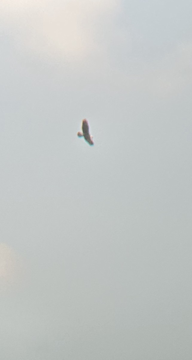 Bald Eagle - ML628996773