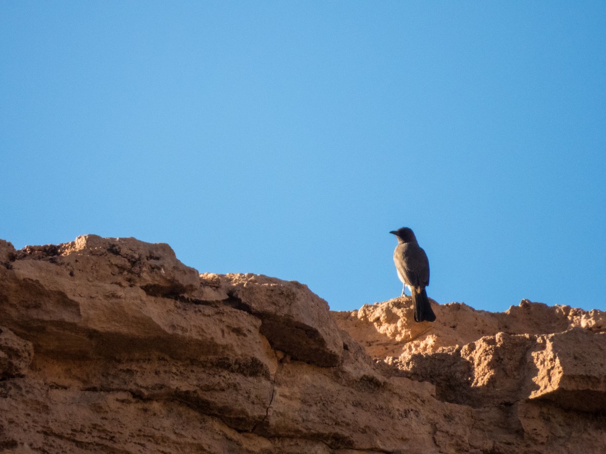 Common Bulbul - ML628996811