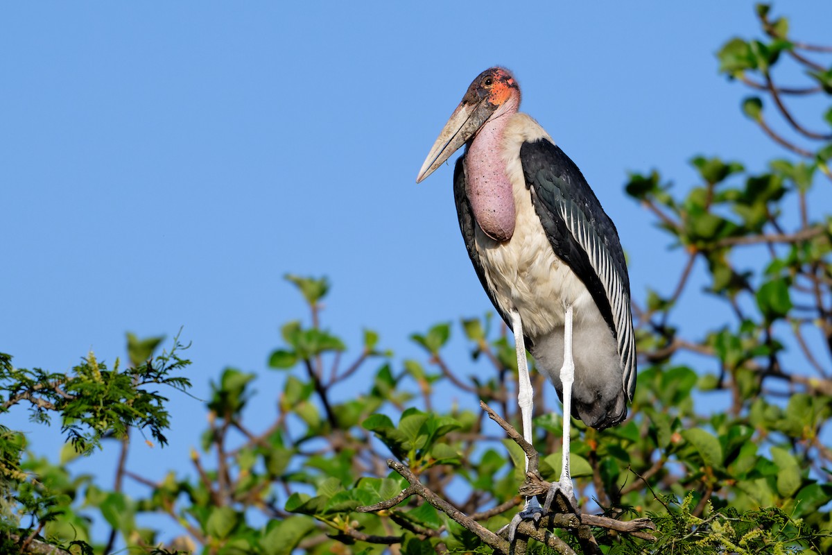 Marabou Stork - ML628996868