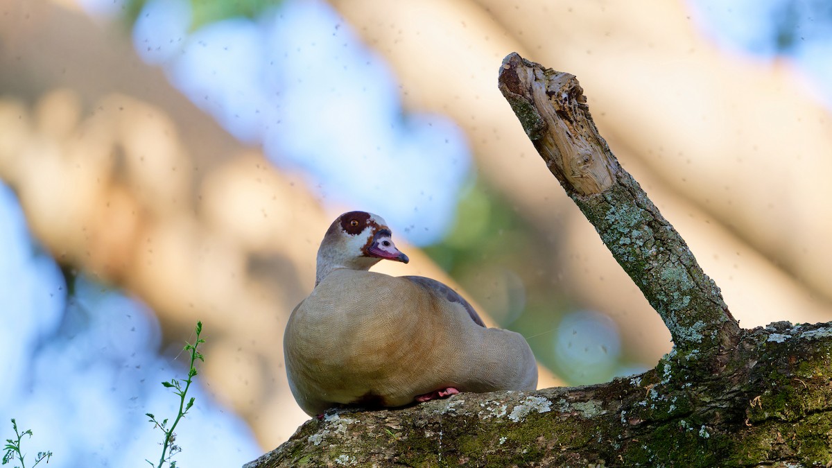 Egyptian Goose - ML628996874