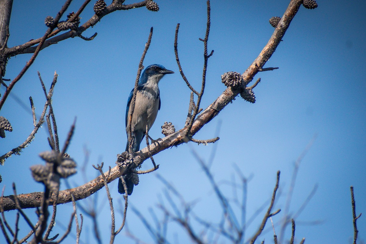 Island Scrub-Jay - ML628996888