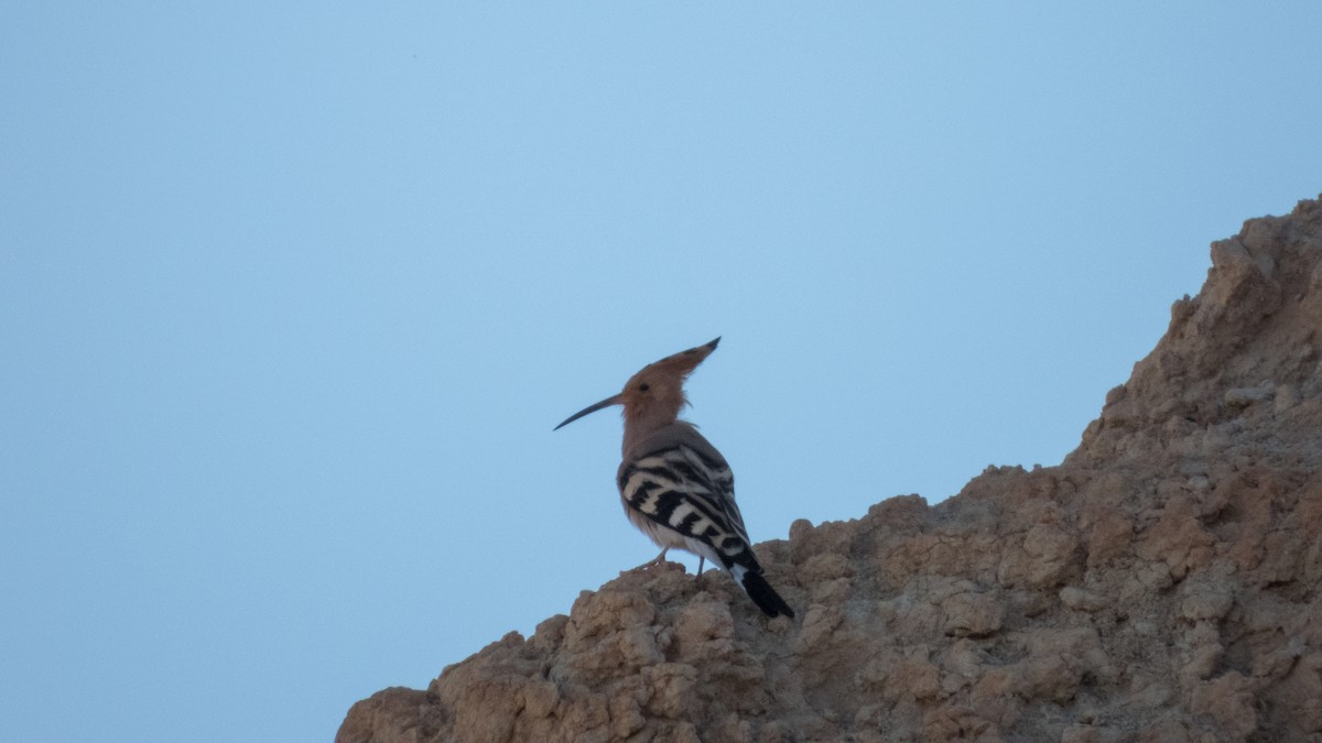 Eurasian Hoopoe - ML628996917