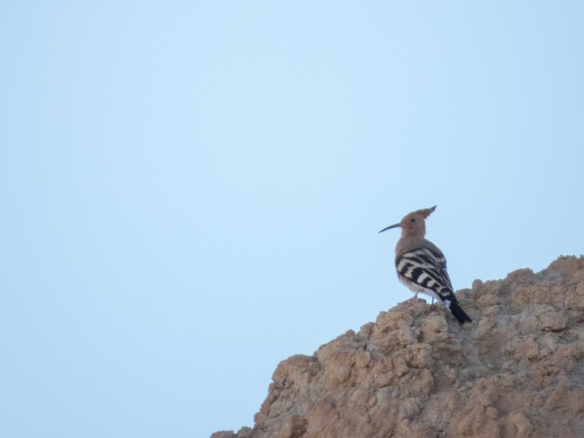 Eurasian Hoopoe - ML628996918