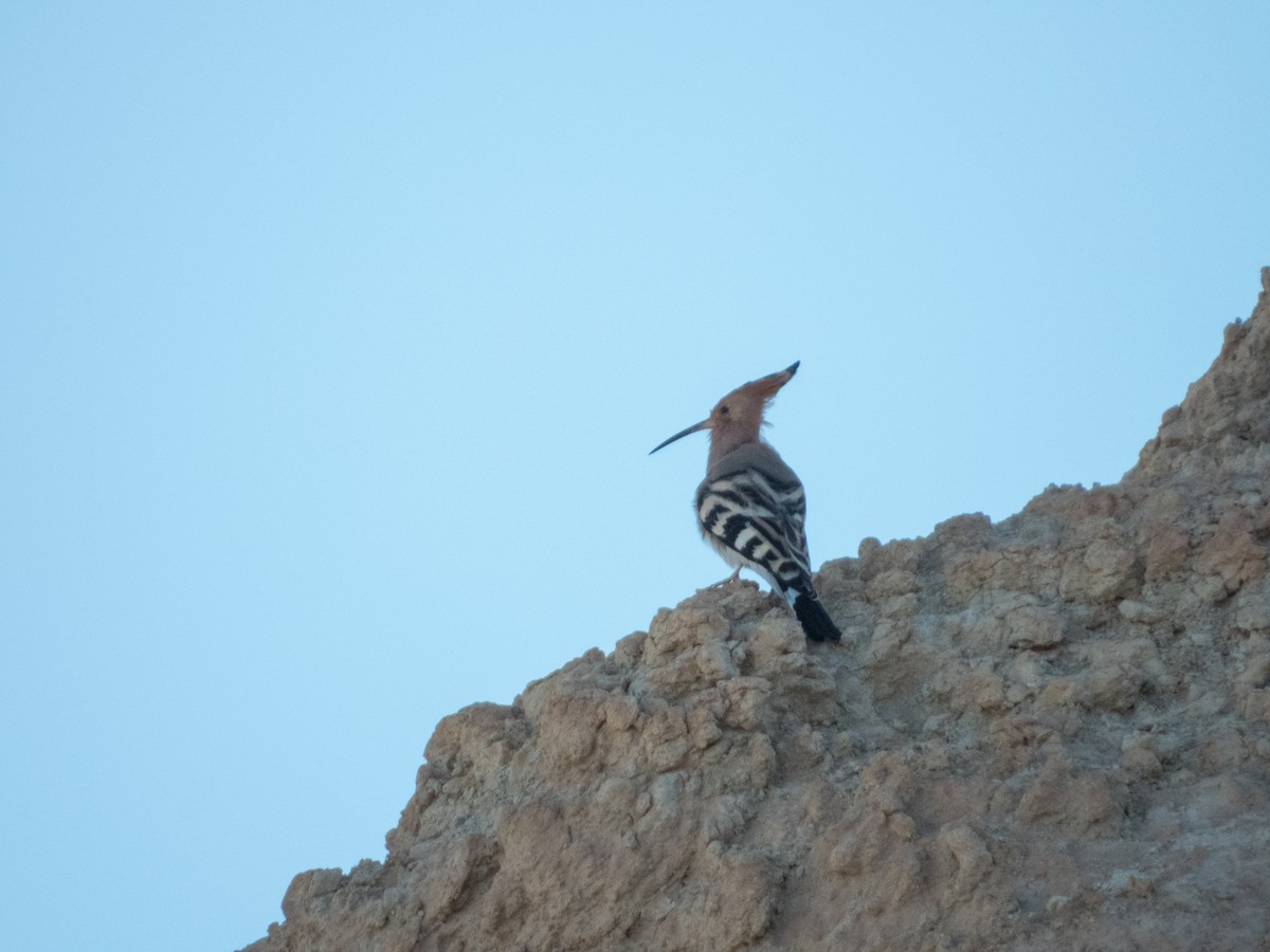 Eurasian Hoopoe - ML628996919