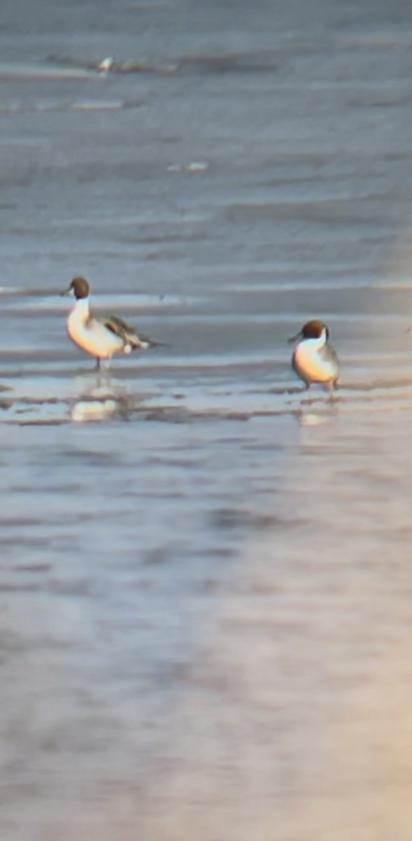 Northern Pintail - ML628997062