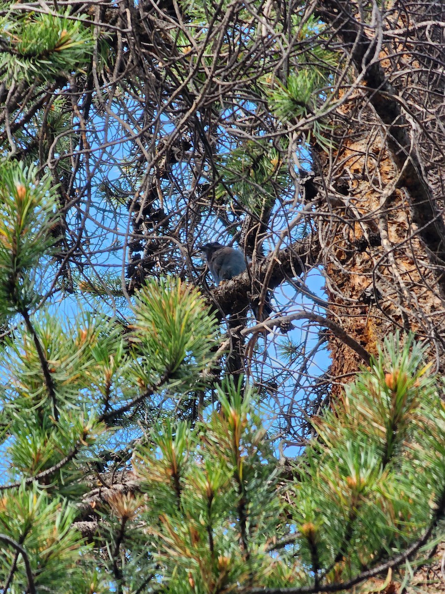 furuskrike - ML628997102