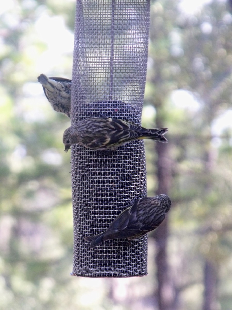 Pine Siskin - ML628997175