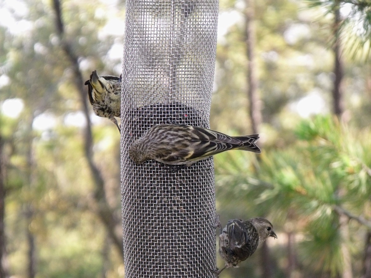 Pine Siskin - ML628997177