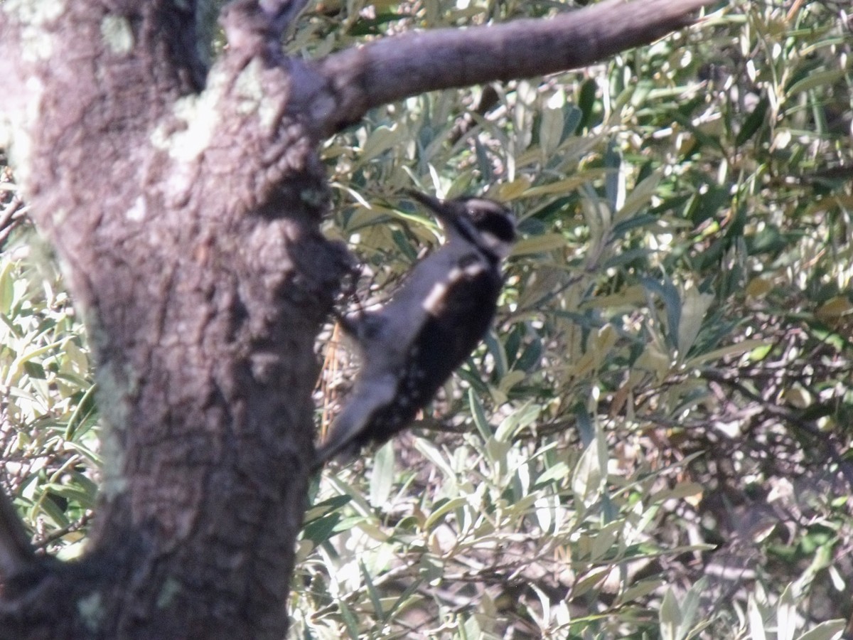 Hairy Woodpecker - ML628997190