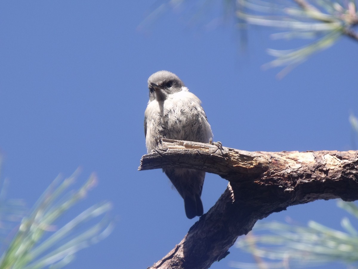Pygmy Nuthatch - ML628997198