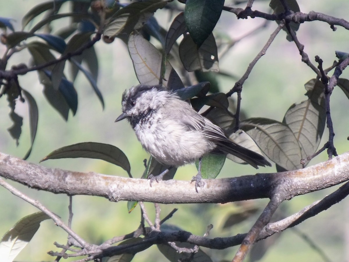 Mountain Chickadee - ML628997204