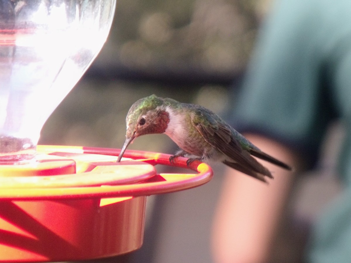 Broad-tailed Hummingbird - ML628997212