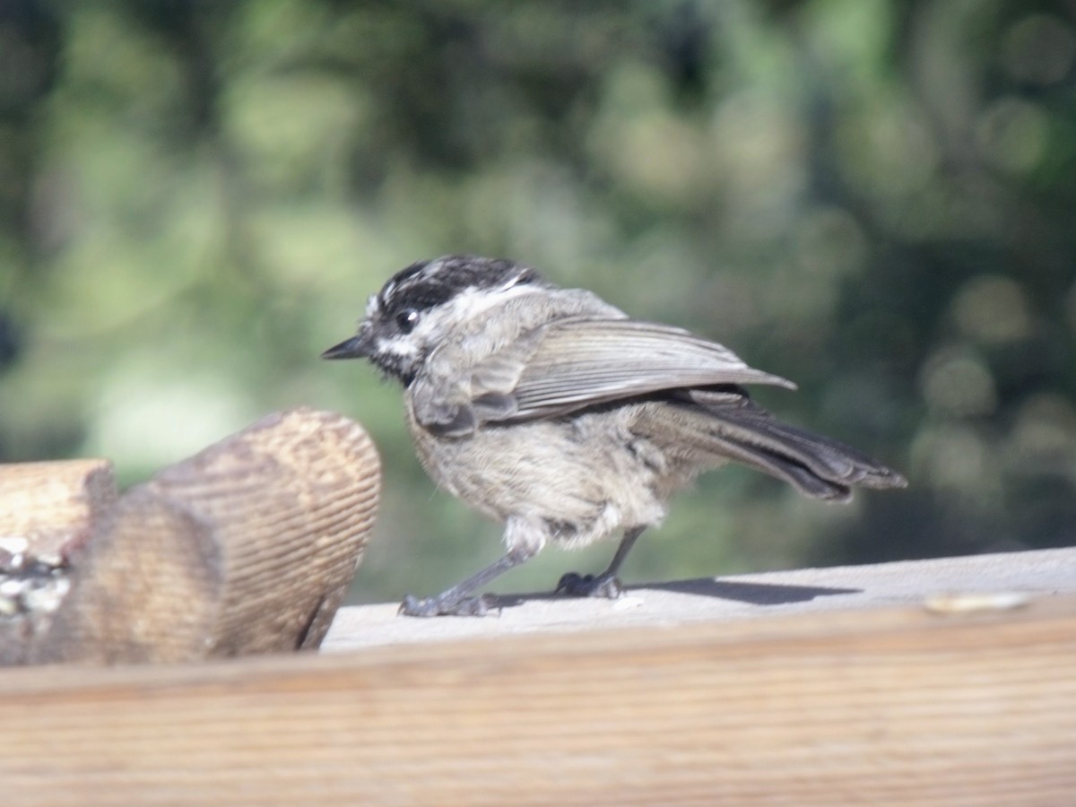 Mountain Chickadee - ML628997220