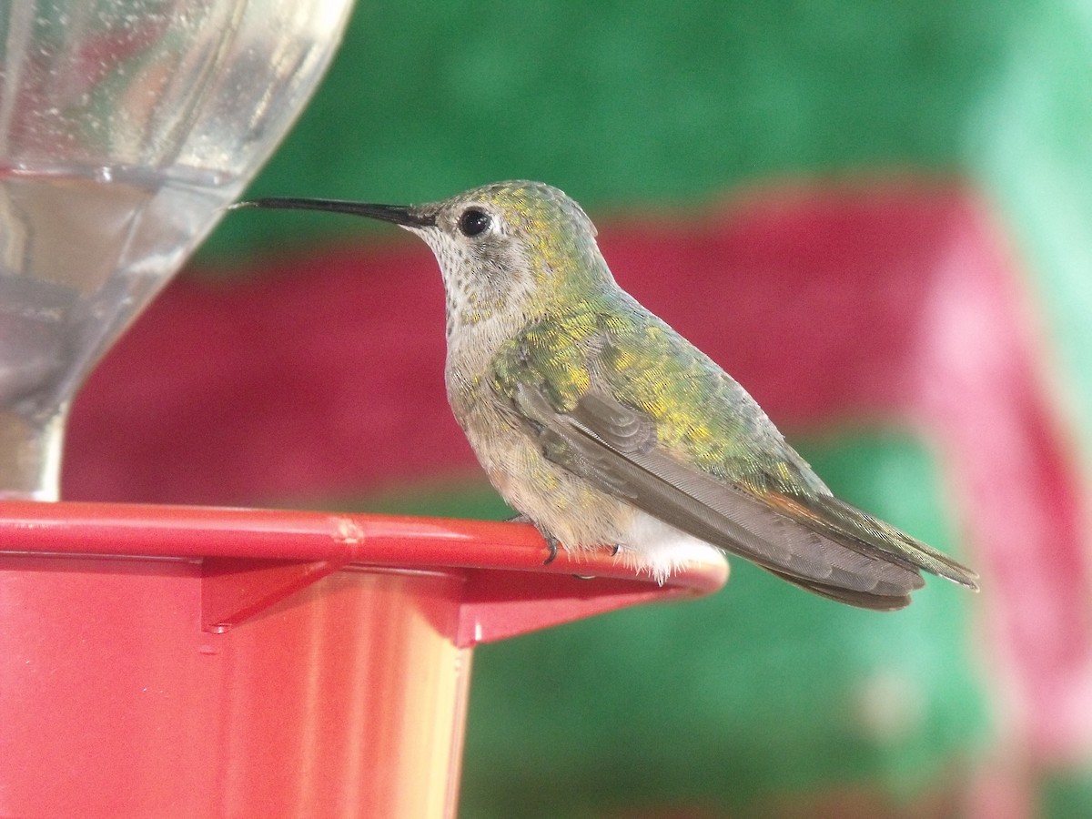 Broad-tailed Hummingbird - ML628997233