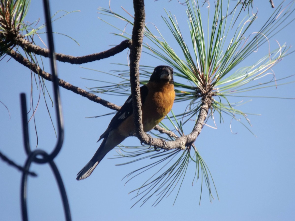Black-headed Grosbeak - ML628997259