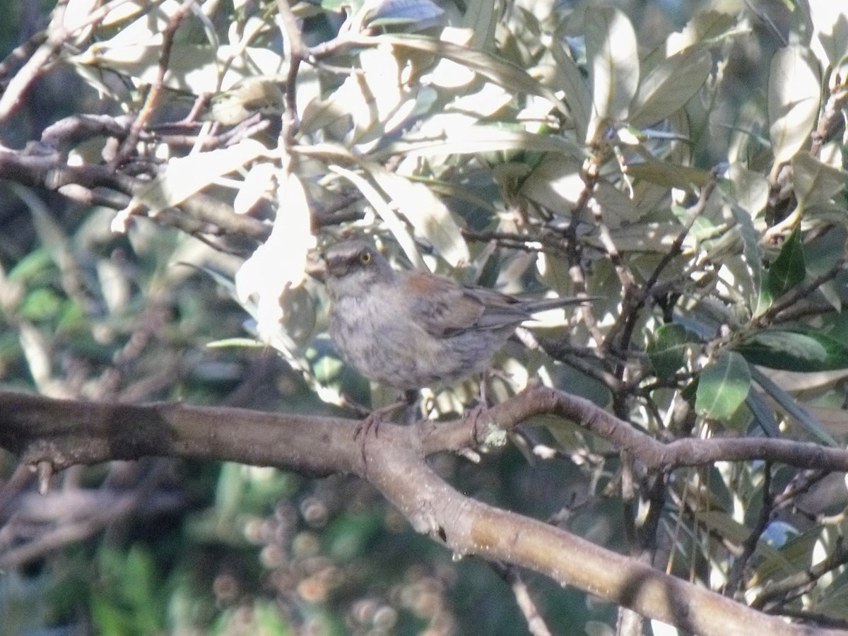 Yellow-eyed Junco - ML628997265