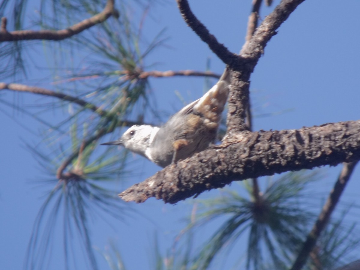 White-breasted Nuthatch (Interior West) - ML628997270