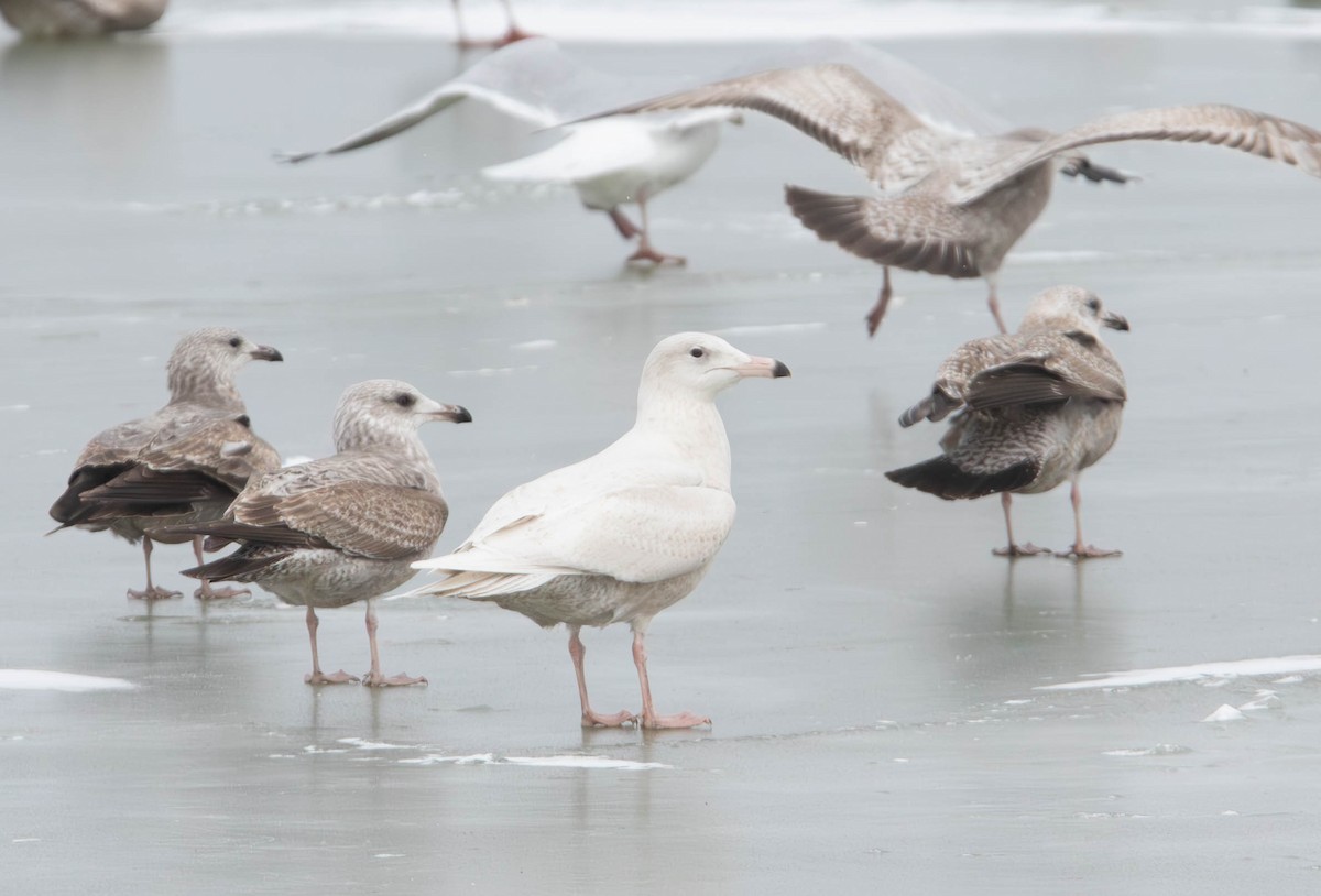 Glaucous Gull - ML628997271