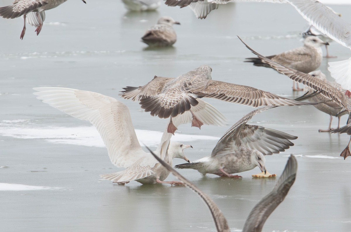 Glaucous Gull - ML628997272
