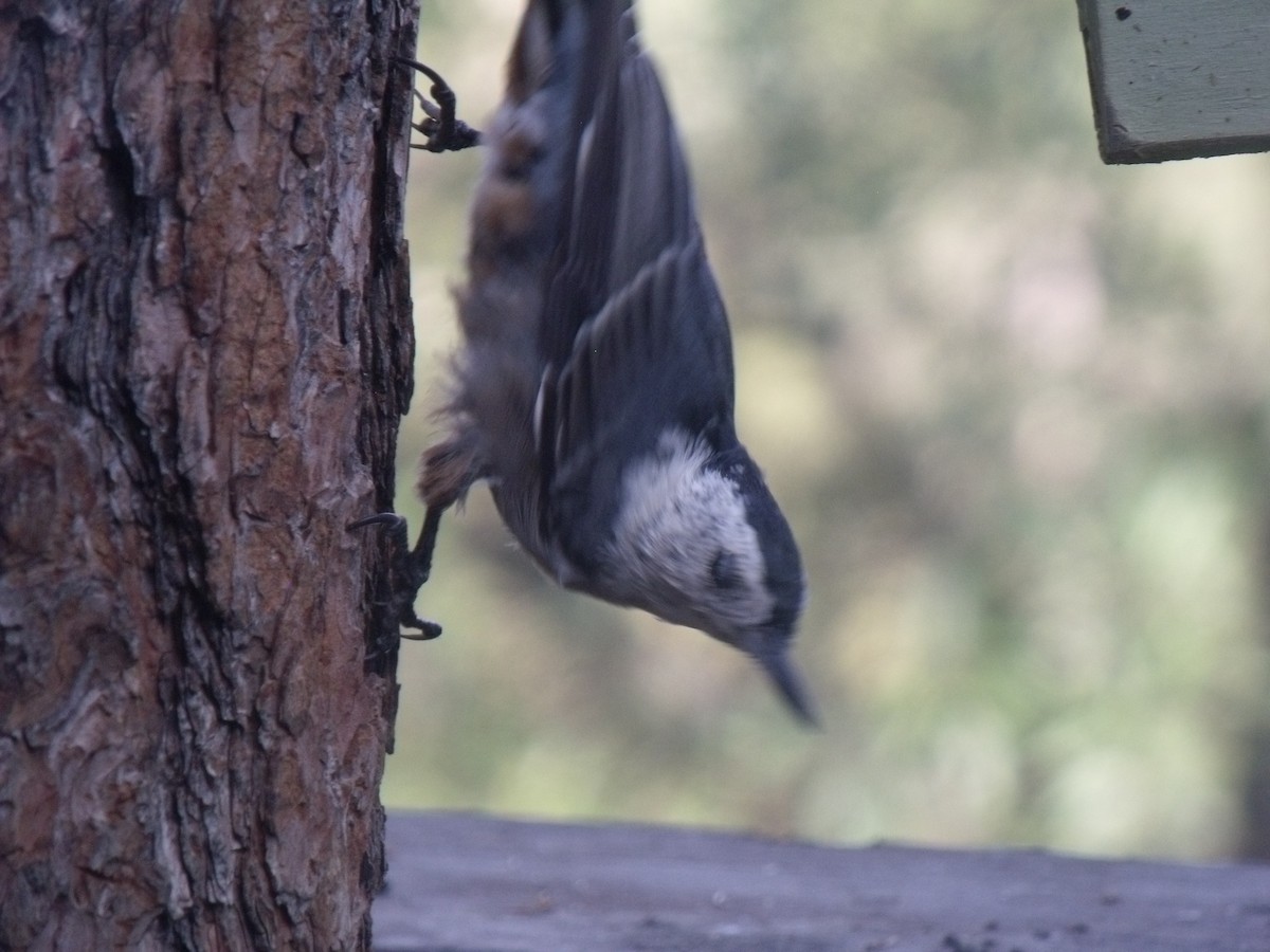 White-breasted Nuthatch (Interior West) - ML628997278