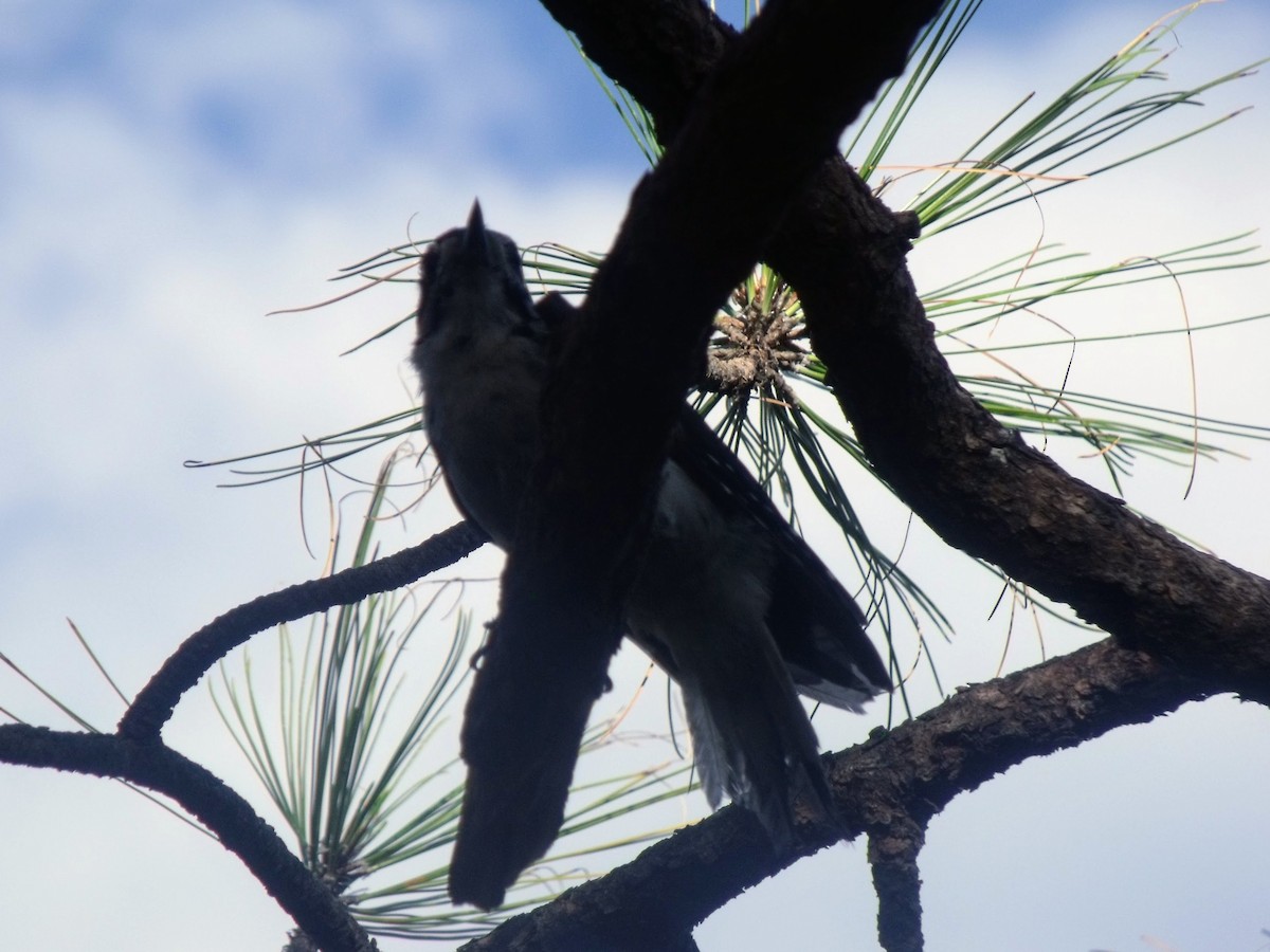 Hairy Woodpecker - ML628997285