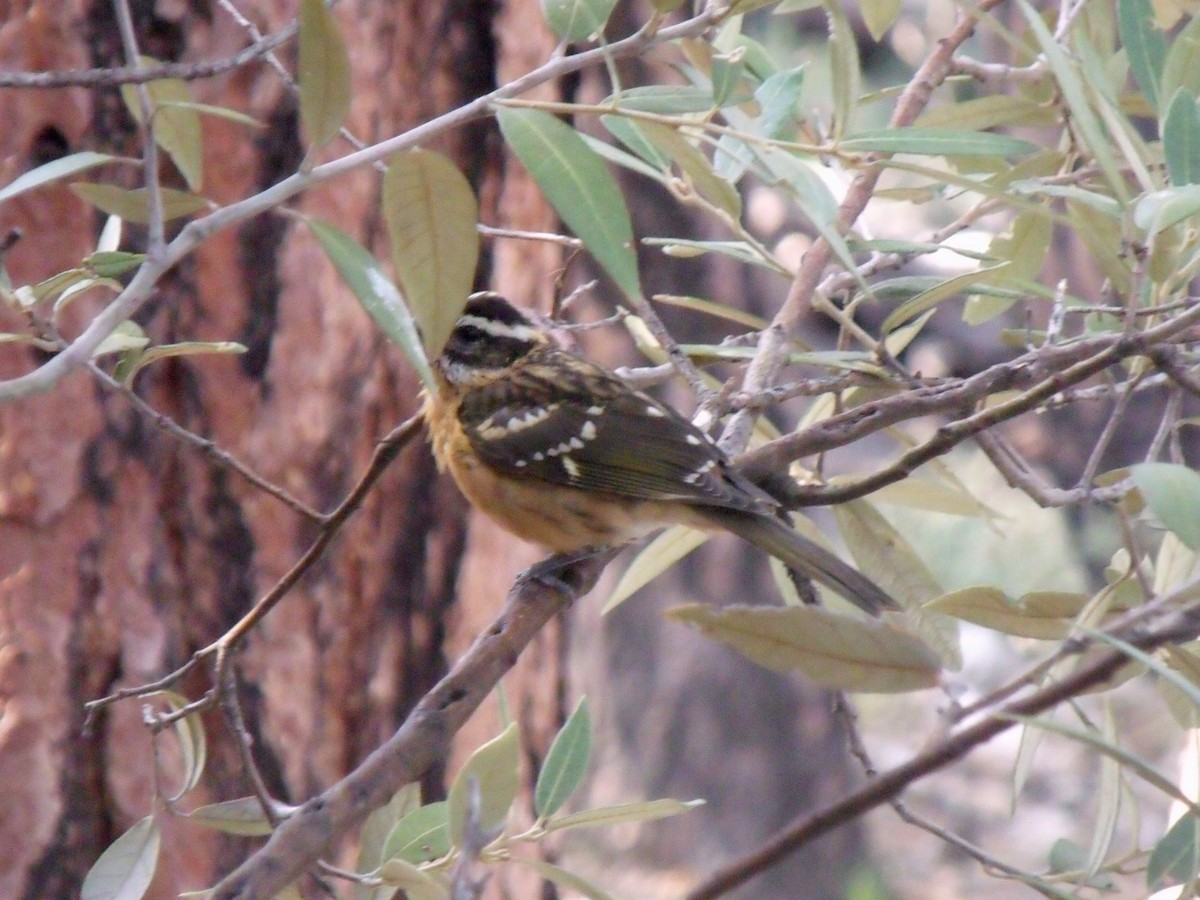 Black-headed Grosbeak - ML628997291