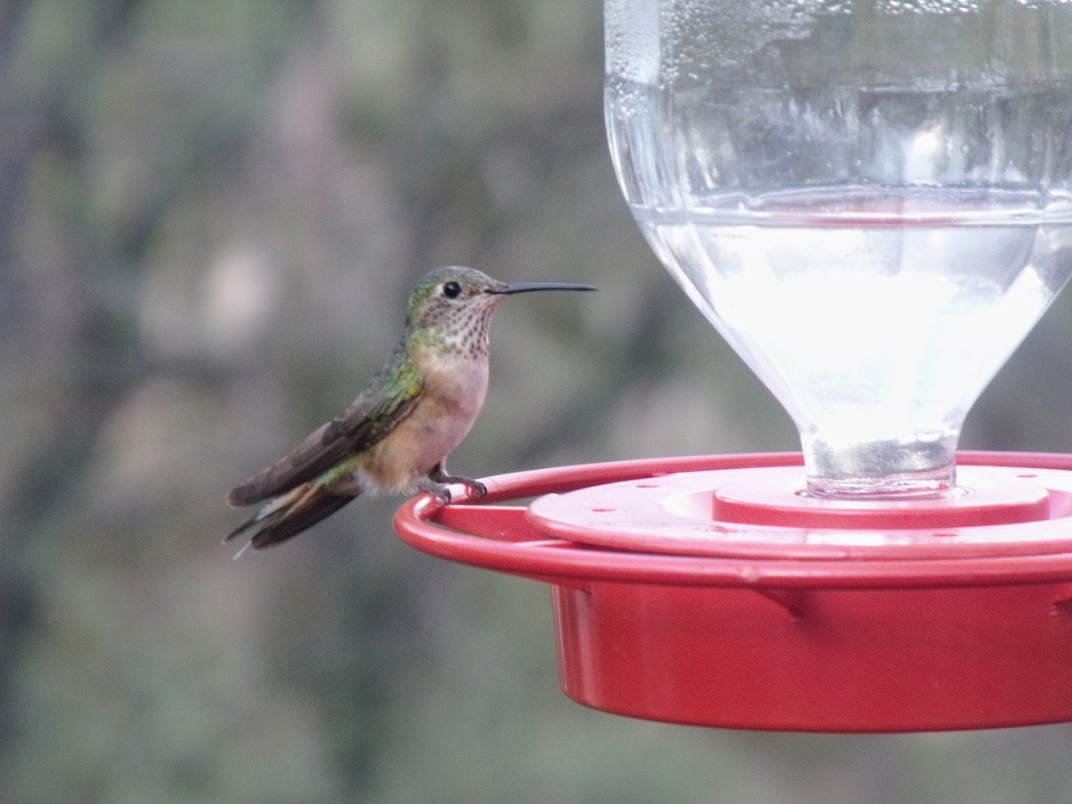 Broad-tailed Hummingbird - ML628997295