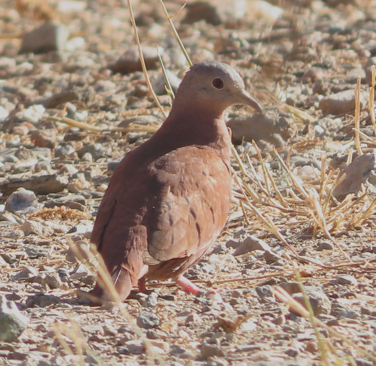 Ruddy Ground Dove - ML628997461