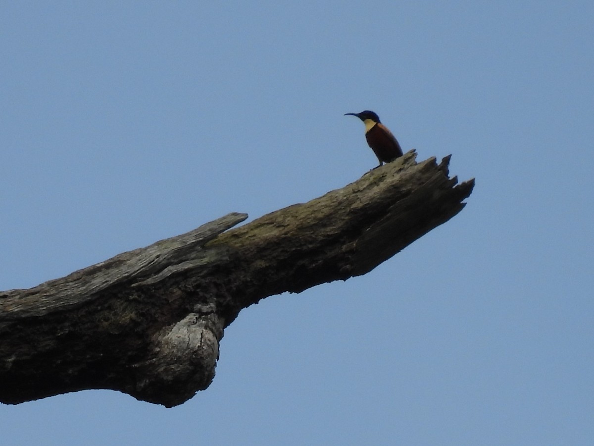 Buff-throated Sunbird - ML628997701