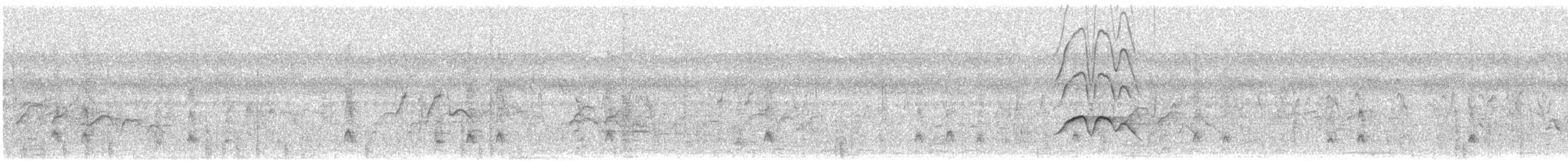 Oie-armée de Gambie (gambensis) - ML628997868