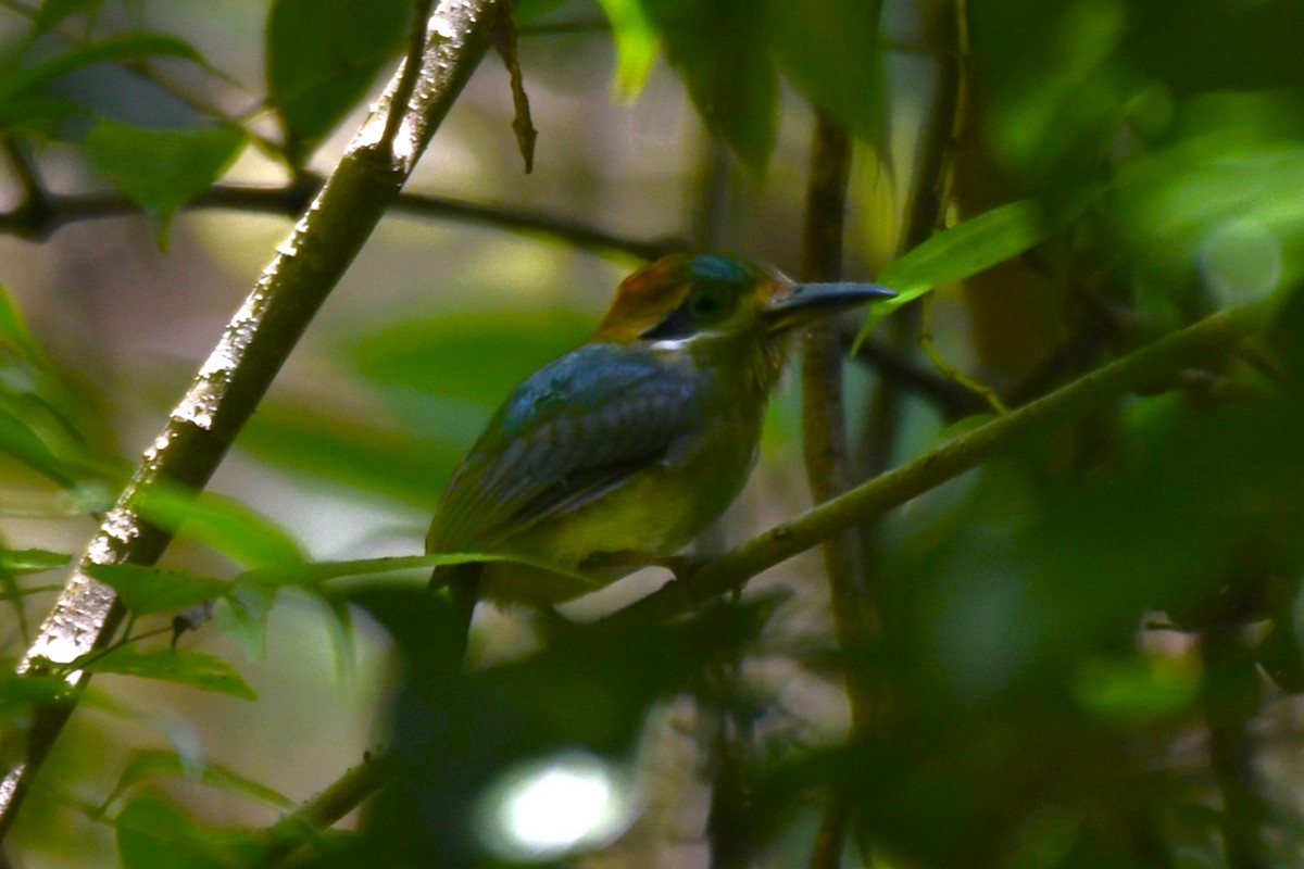 Tody Motmot - ML628998027