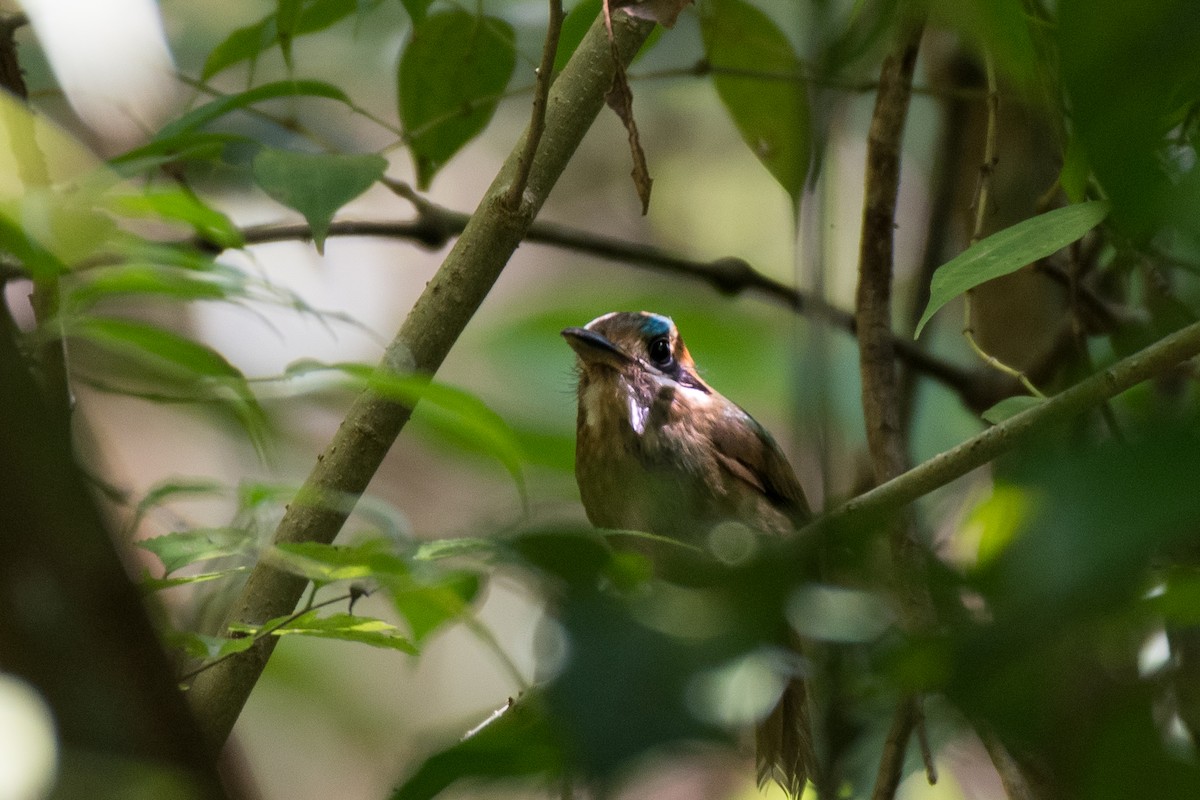 Tody Motmot - ML628998028