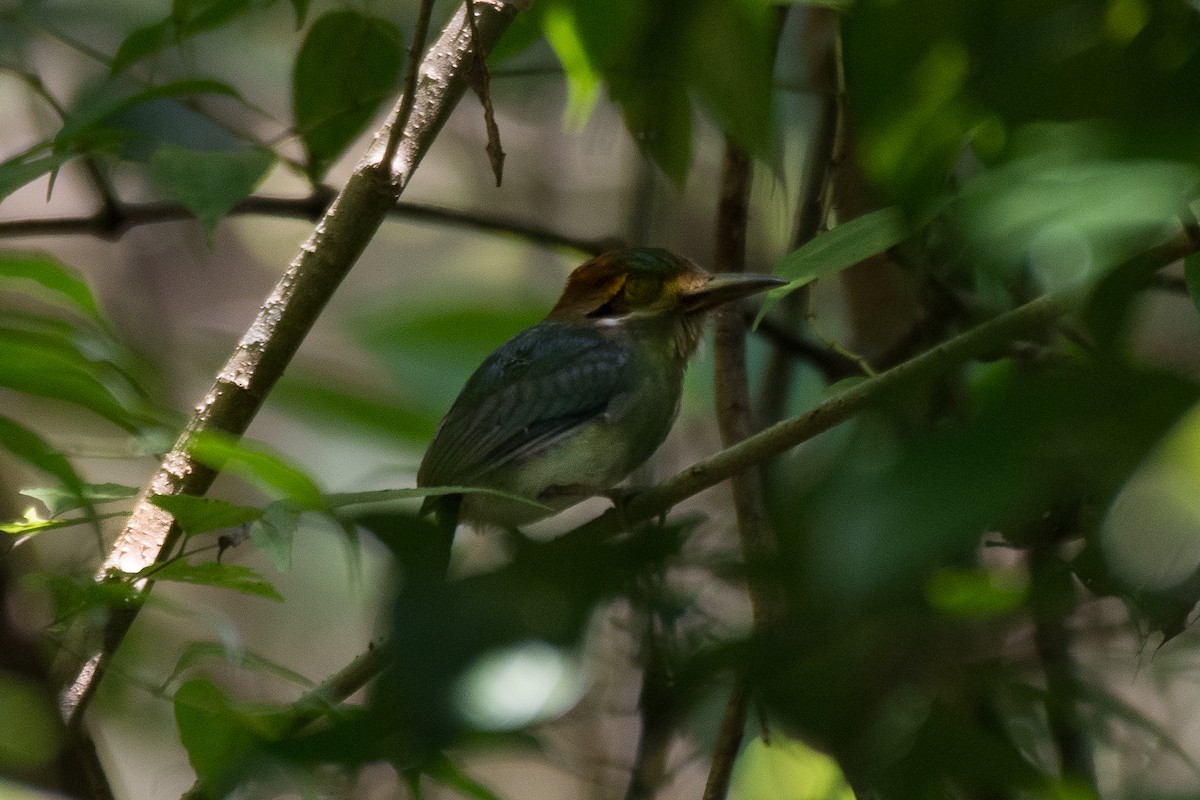 Tody Motmot - ML628998032