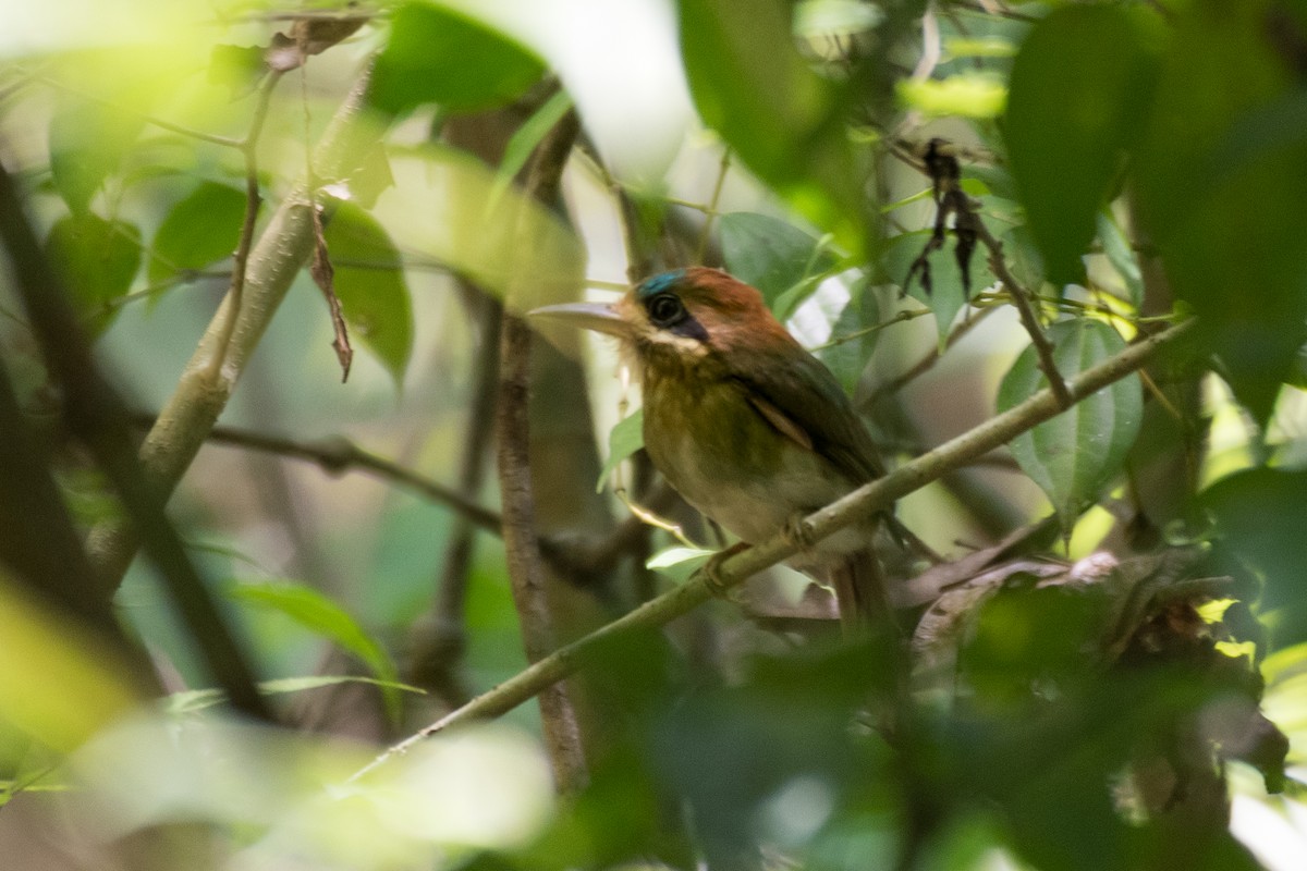 Tody Motmot - ML628998034