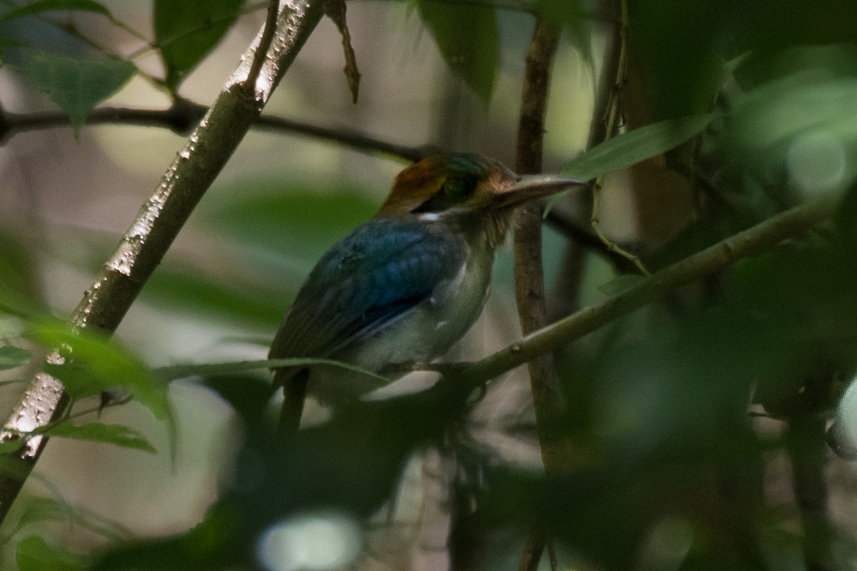 Tody Motmot - ML628998035