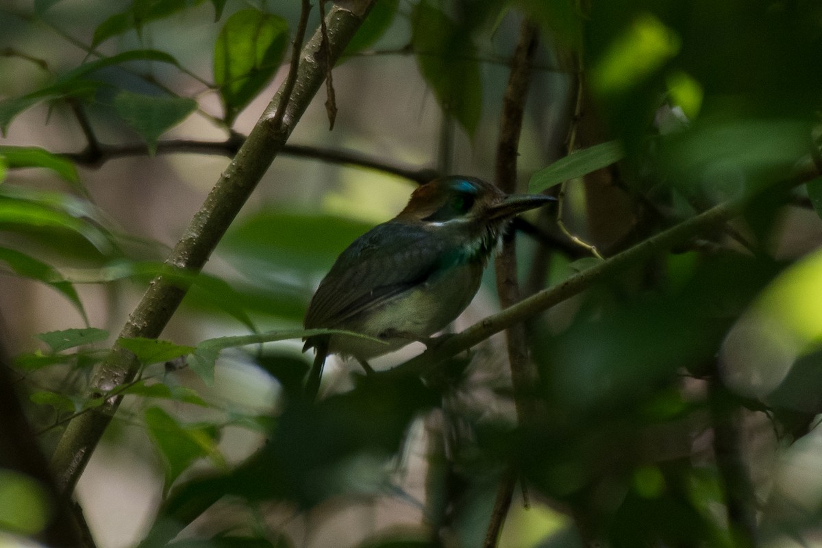 Tody Motmot - ML628998036